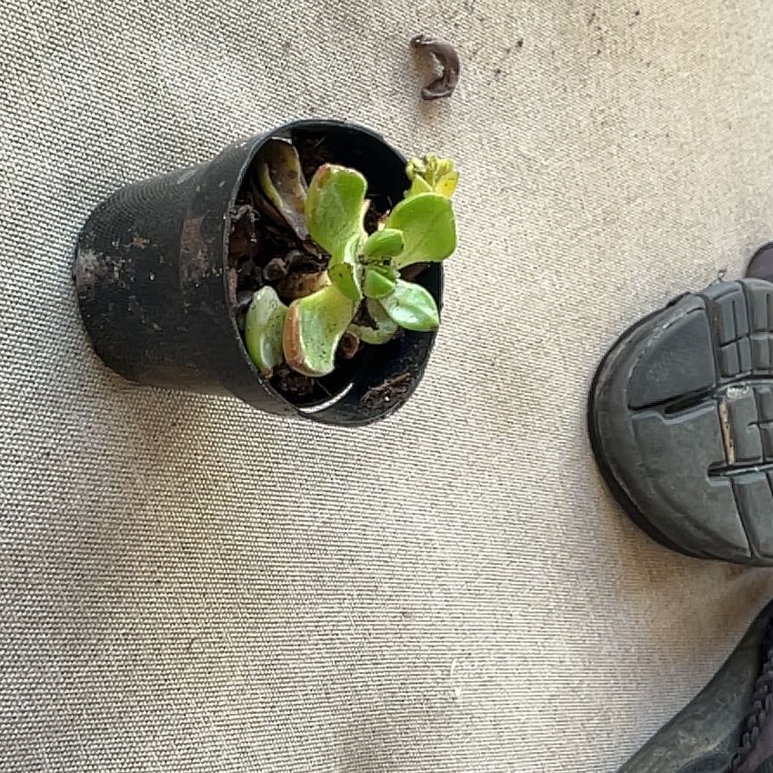 Photo of the plant species Sea Lettuce by @GemLithops57 named Scarlett on Greg, the plant care app