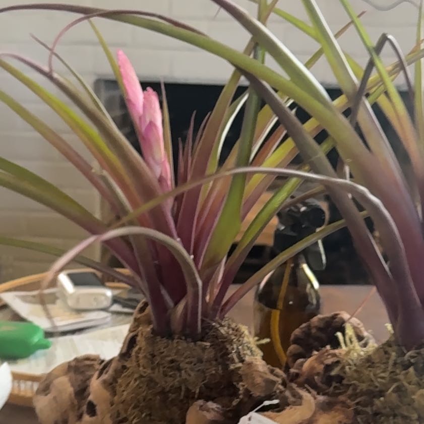 Photo of the plant species Pink Quill by @ProudDodder49 named Gobi on Greg, the plant care app