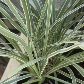 Photo of the plant species Society Garlic by @BonusTagetes7 named Dolores on Greg, the plant care app