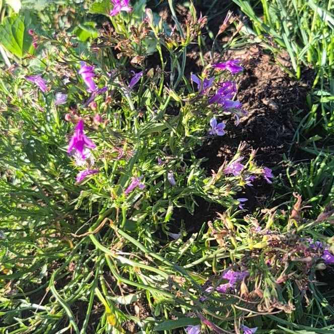 Photo of the plant species Edging Lobelia by @PeachyDamiana30 named Peter Parker on Greg, the plant care app