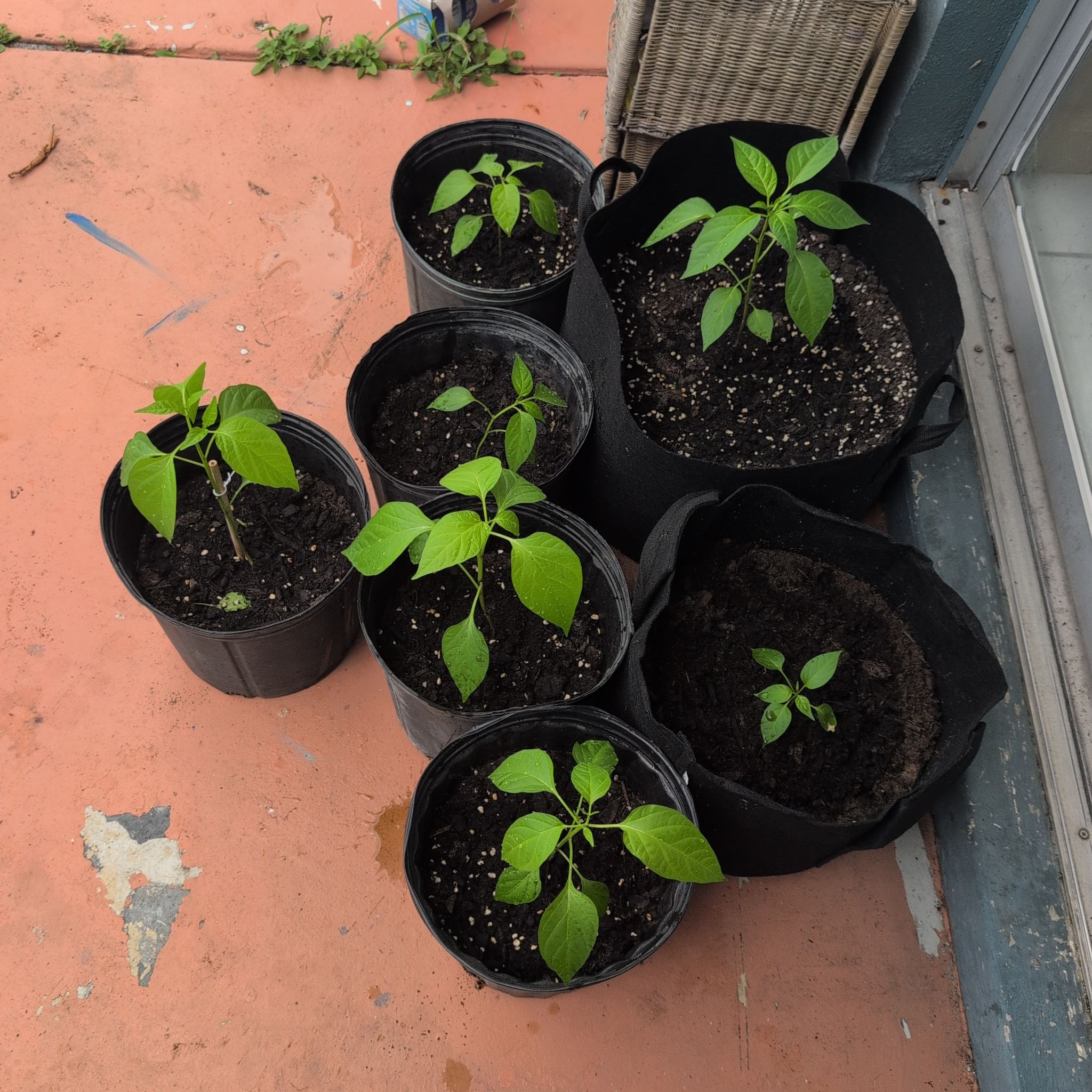 Photo of the plant species Jalapeno Pepper by @Tankthewizard named Peppa on Greg, the plant care app