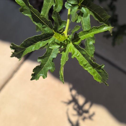 Photo of the plant species Brown Turkey Fig by @RelaxedGabisan8 named Morgan Treeman on Greg, the plant care app
