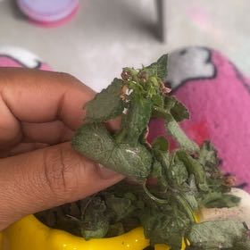 Photo of the plant species Lamium 'Pink Chablis' by @PetBlinks55 named Khaleesi on Greg, the plant care app