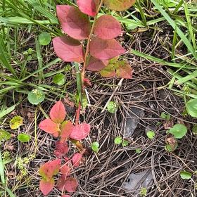 Photo of the plant species European Blueberry by @PrizePalesedge named Lebron on Greg, the plant care app