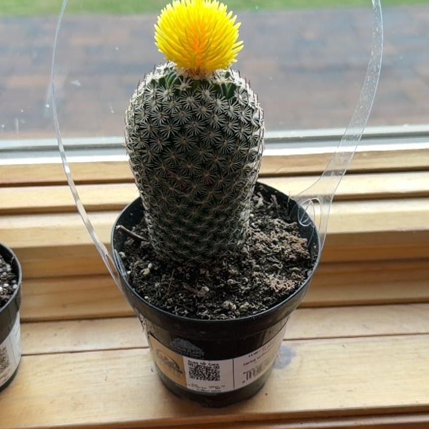 Photo of the plant species Coryphantha erecta by @JazzyEllisia85 named Peter Parker on Greg, the plant care app
