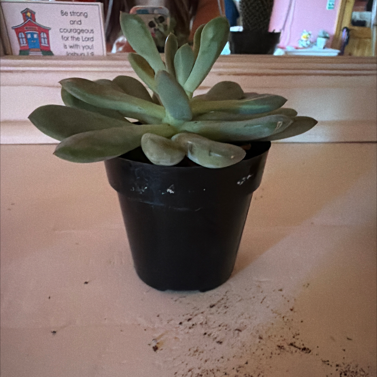 Photo of the plant species Pachyveria 'Claire' by @JazzyEllisia85 named Fred da queennnn on Greg, the plant care app