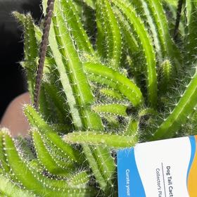Photo of the plant species Dog Tail Cactus by @LeadPigsqueak66 named Darwin on Greg, the plant care app