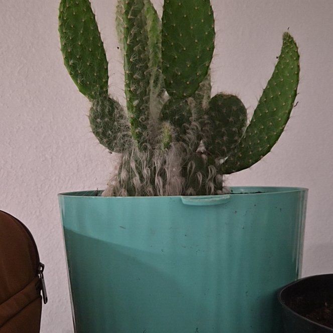 Photo of the plant species optunia cactus by @GuruLettuce99 named James Dean on Greg, the plant care app