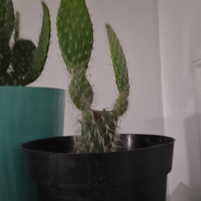 Photo of the plant species optunia cactus by @GuruLettuce99 named Alora's 🌵 on Greg, the plant care app