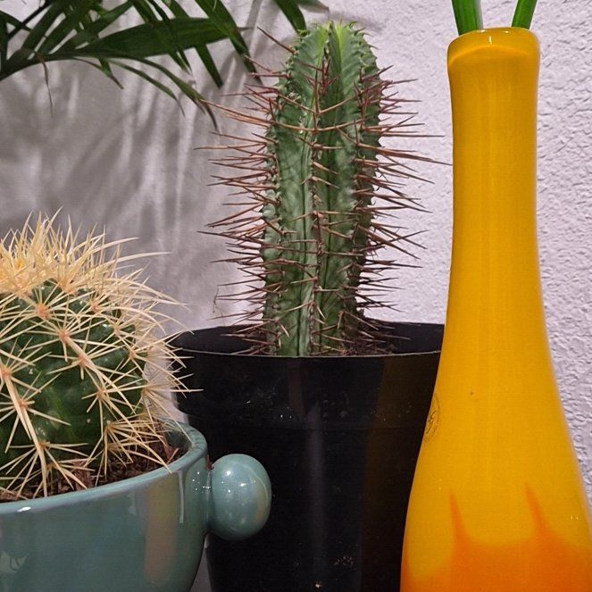 Photo of the plant species African Milk Barrel by @GuruLettuce99 named ED Giene on Greg, the plant care app