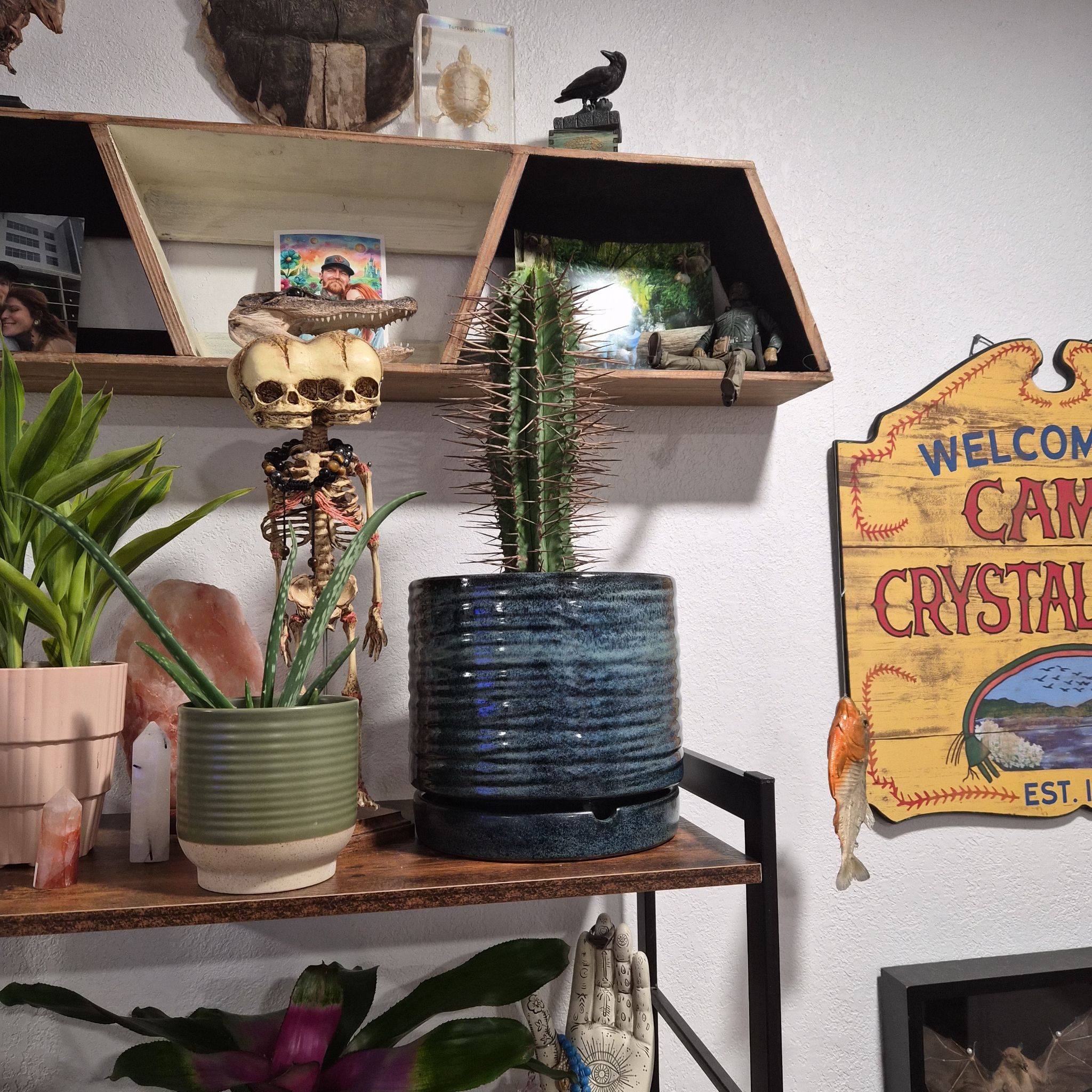 Photo of the plant species African Milk Barrel by @GuruLettuce99 named Vlad the impaler on Greg, the plant care app