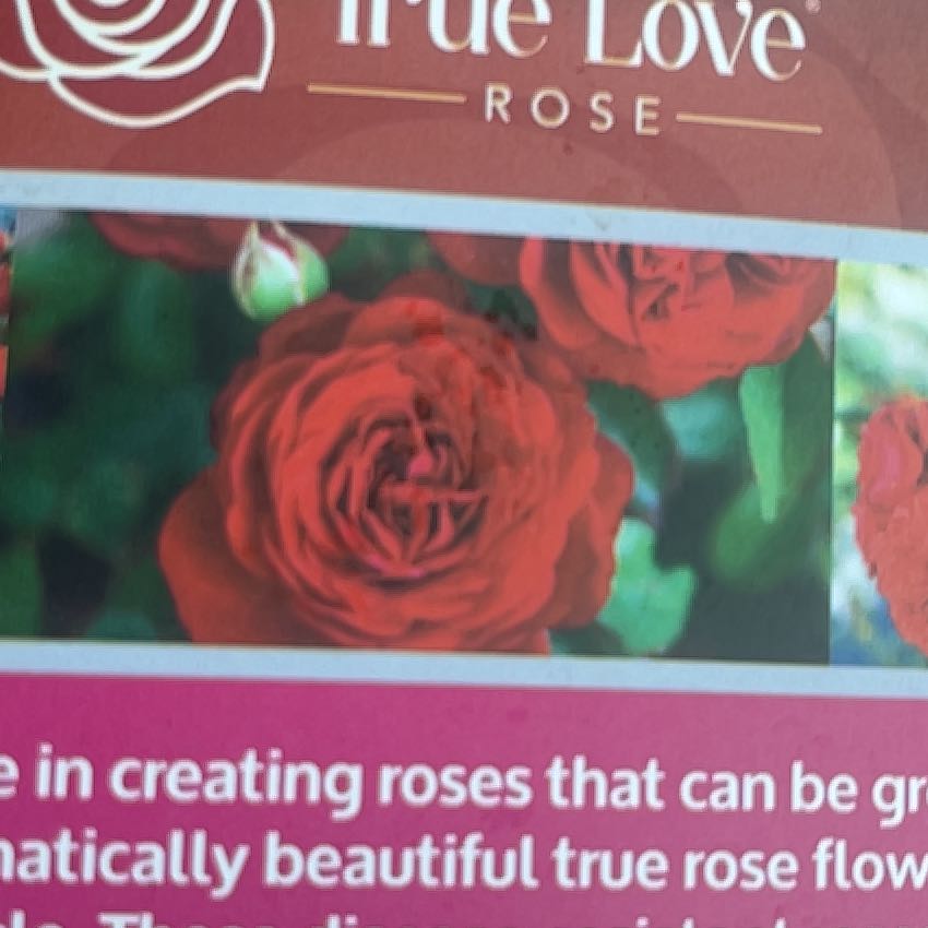 Photo of the plant species Rose by @SaintlyAgave68 named Gertrude on Greg, the plant care app