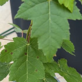 Photo of the plant species Drummond's Maple by @OverseerKanna named Lebron on Greg, the plant care app