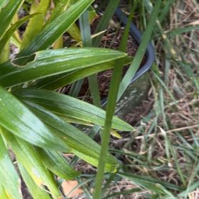Photo of the plant species Lilium 'Tiny Nugget' by @OverseerKanna named Lola on Greg, the plant care app