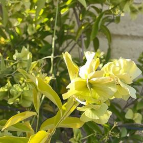 Photo of the plant species Flame Lily by @GemBetel92 named Lily on Greg, the plant care app