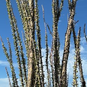 Photo of the plant species Ocotillo by @GemBetel92 named Xena on Greg, the plant care app