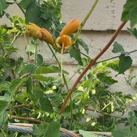 Photo of the plant species Trumpet Creeper by @GemBetel92 named Louis Armstrong on Greg, the plant care app
