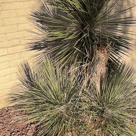 Photo of the plant species Torrey Pine by @GemBetel92 named Bruce Lee on Greg, the plant care app