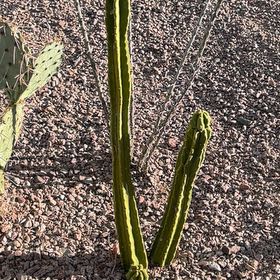 Photo of the plant species Pachycereus Schottii by @GemBetel92 named Spike Leaves on Greg, the plant care app