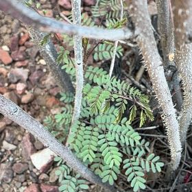 Photo of the plant species Bird-of-Paradise Shrub by @GemBetel92 named Apollo on Greg, the plant care app