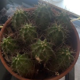 Photo of the plant species Scarlet Hedgehog Cactus by @ClassyGrass64 named Kendall on Greg, the plant care app