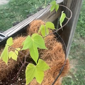 Photo of the plant species Ivyleaf Morning-Glory by @ClassyGrass64 named Sherlock on Greg, the plant care app