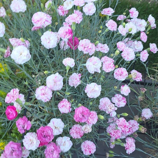 Photo of the plant species Siberian Sea Thrift by @SageSakura named Fernie Saunders on Greg, the plant care app