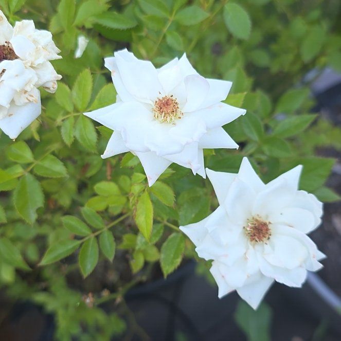 Photo of the plant species Evergreen Rose by @SageSakura named Darwin on Greg, the plant care app