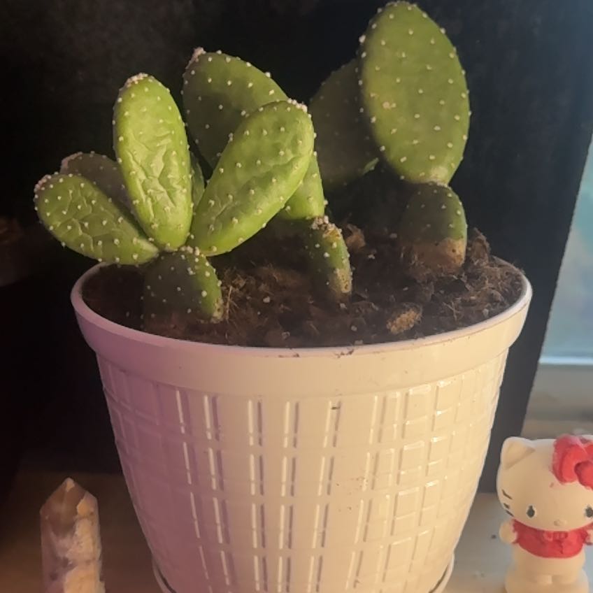 Photo of the plant species Mona Lisa by @GentleJuniper84 named mr prickle on Greg, the plant care app
