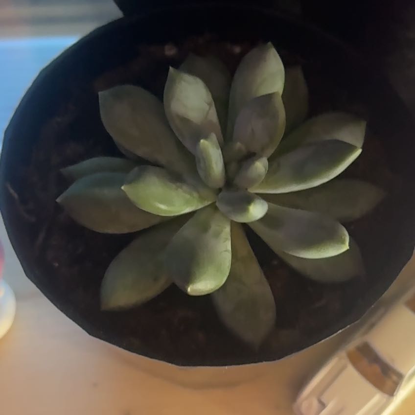 Photo of the plant species Pachyphytum 'Moon Silver' by @GentleJuniper84 named Bruce Lee on Greg, the plant care app