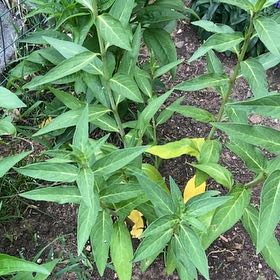 Photo of the plant species Swamp Milkweed by @CozyRedsky2 named Doja Cat on Greg, the plant care app