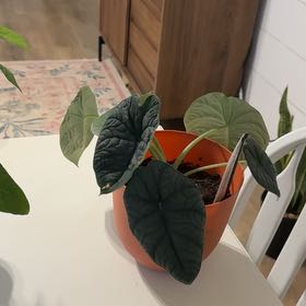 Photo of the plant species Alocasia 'Rugosa' by @EfficientFlax17 named Marilyn on Greg, the plant care app