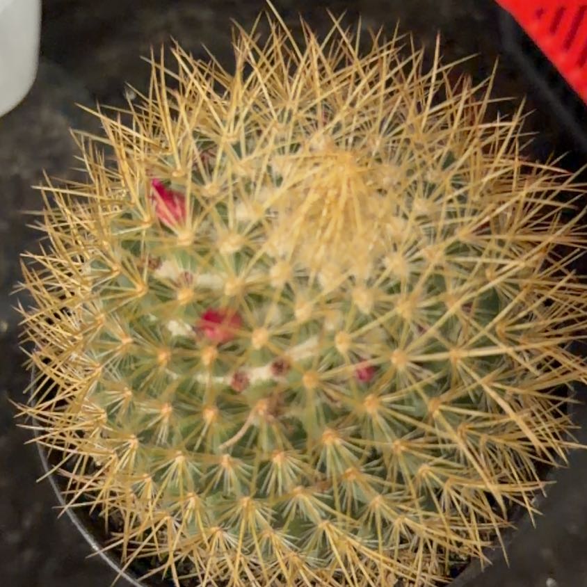 Photo of the plant species Mammillaria pringlei by @BiggestSalsa57 named Bruce Lee on Greg, the plant care app