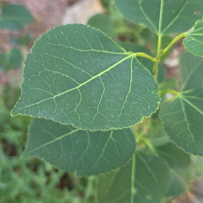 Photo of the plant species Quaking Aspen by @QueenCashew61 named Diana on Greg, the plant care app
