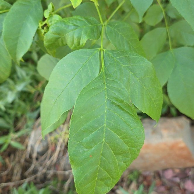 Photo of the plant species Green Ash by @QueenCashew61 named Gobi on Greg, the plant care app