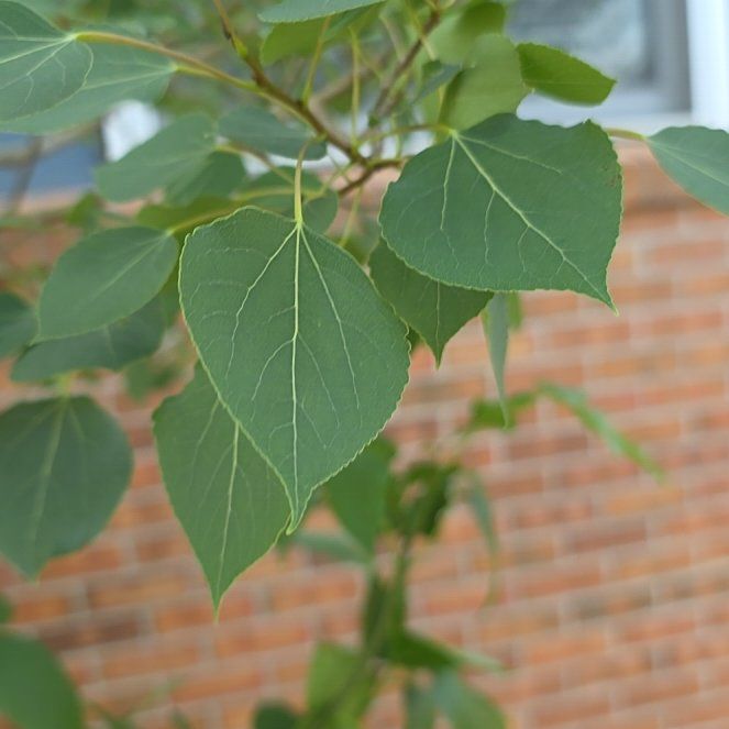Photo of the plant species Quaking Aspen by @QueenCashew61 named Bodhi on Greg, the plant care app