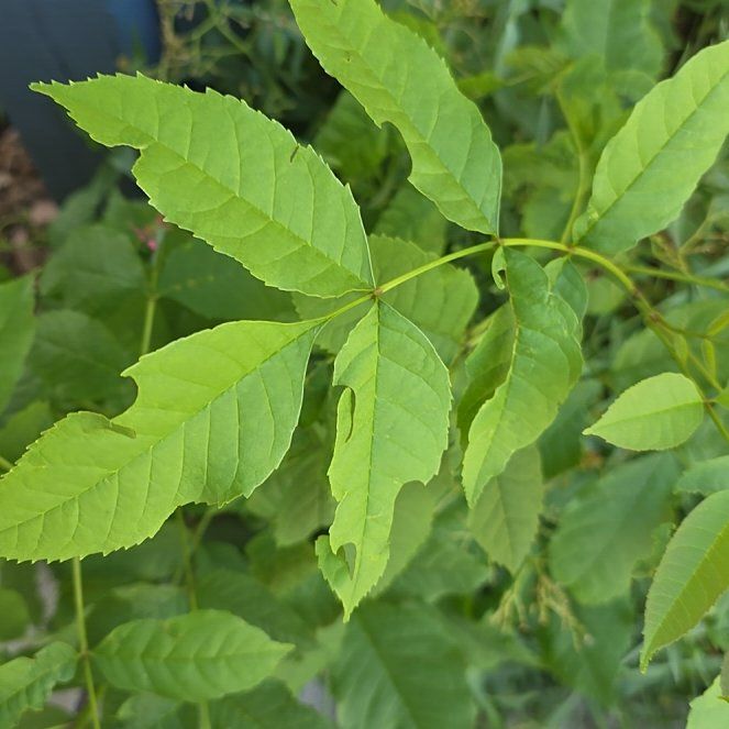 Photo of the plant species European Ash by @QueenCashew61 named Foxxy on Greg, the plant care app