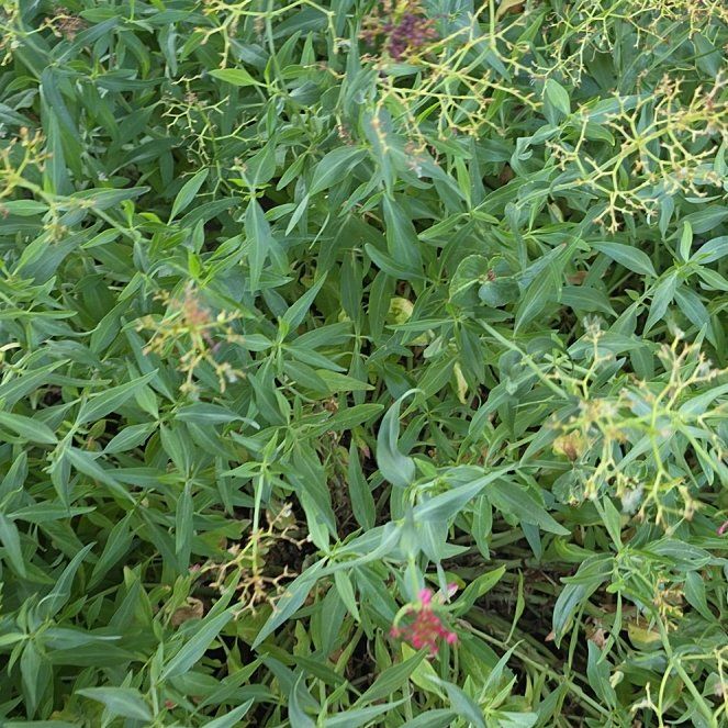 Photo of the plant species Rose Madder by @QueenCashew61 named James Dean on Greg, the plant care app