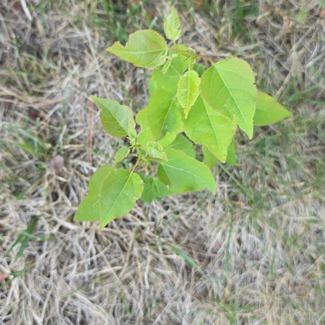 Photo of the plant species Bodhi Tree by @QueenCashew61 named Drake on Greg, the plant care app