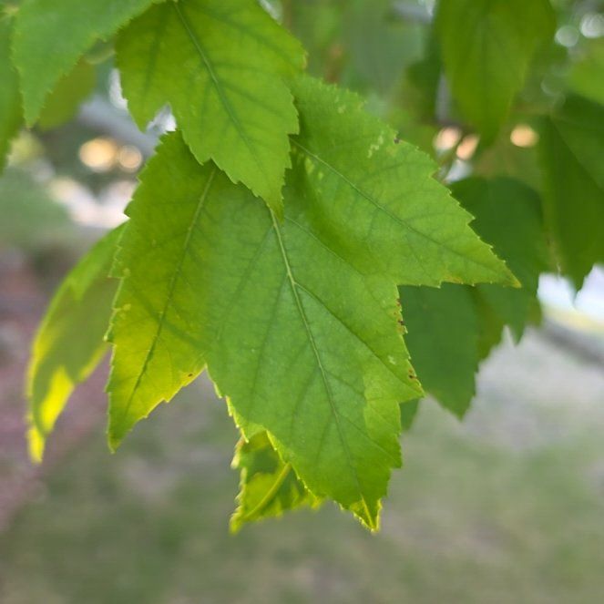 Photo of the plant species Amur Maple by @QueenCashew61 named Kobe on Greg, the plant care app