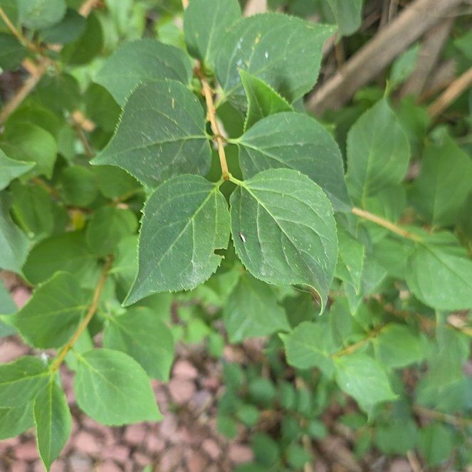 Photo of the plant species Black Poplar by @QueenCashew61 named Coco on Greg, the plant care app