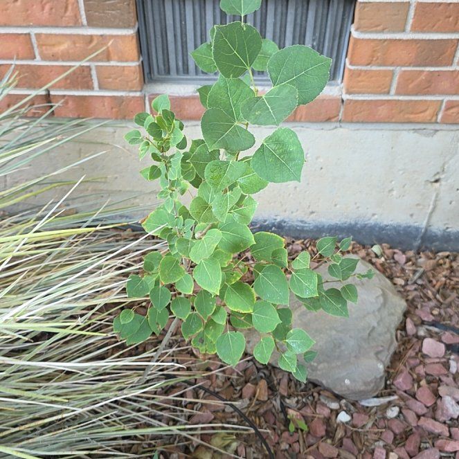 Photo of the plant species Chinese Tallow by @QueenCashew61 named Messi on Greg, the plant care app