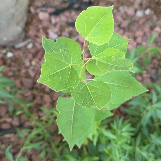 Photo of the plant species Broussonetia Papyrifera by @QueenCashew61 named Fernie Mac on Greg, the plant care app