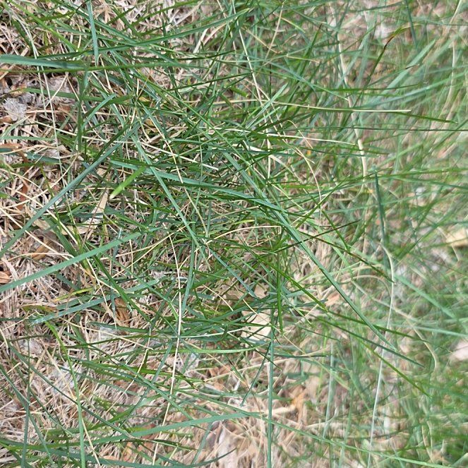 Photo of the plant species Smooth Meadowgrass by @QueenCashew61 named Fernie Mercury on Greg, the plant care app