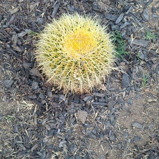 Photo of the plant species Desert Barrel Cactus by @MusicalSedge39 named Sanders on Greg, the plant care app