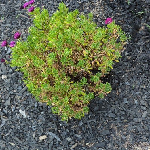 Photo of the plant species Myrtle-Leaf Milkwort by @MusicalSedge39 named Bigleef Smalls on Greg, the plant care app