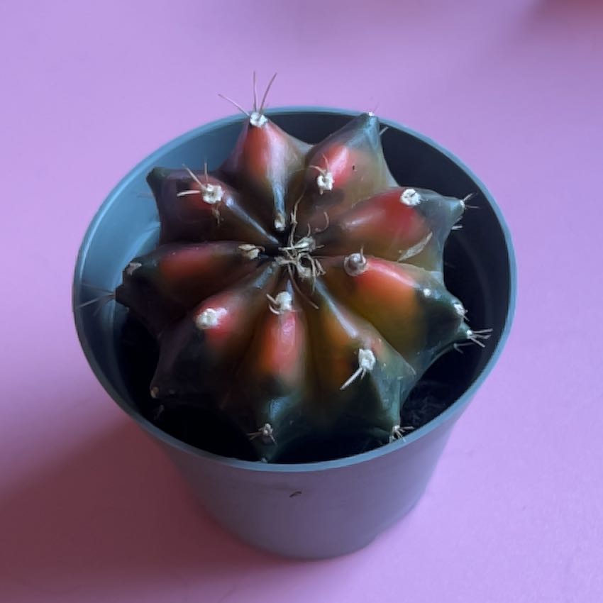 Photo of the plant species Devil's Pincushion by @TastefulTipa32 named Fukuro on Greg, the plant care app