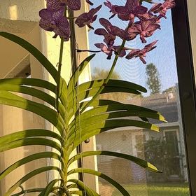 Photo of the plant species Van. John Farrar 'George's Delight' AM/AOS by Ed named Leaf Erickson on Greg, the plant care app
