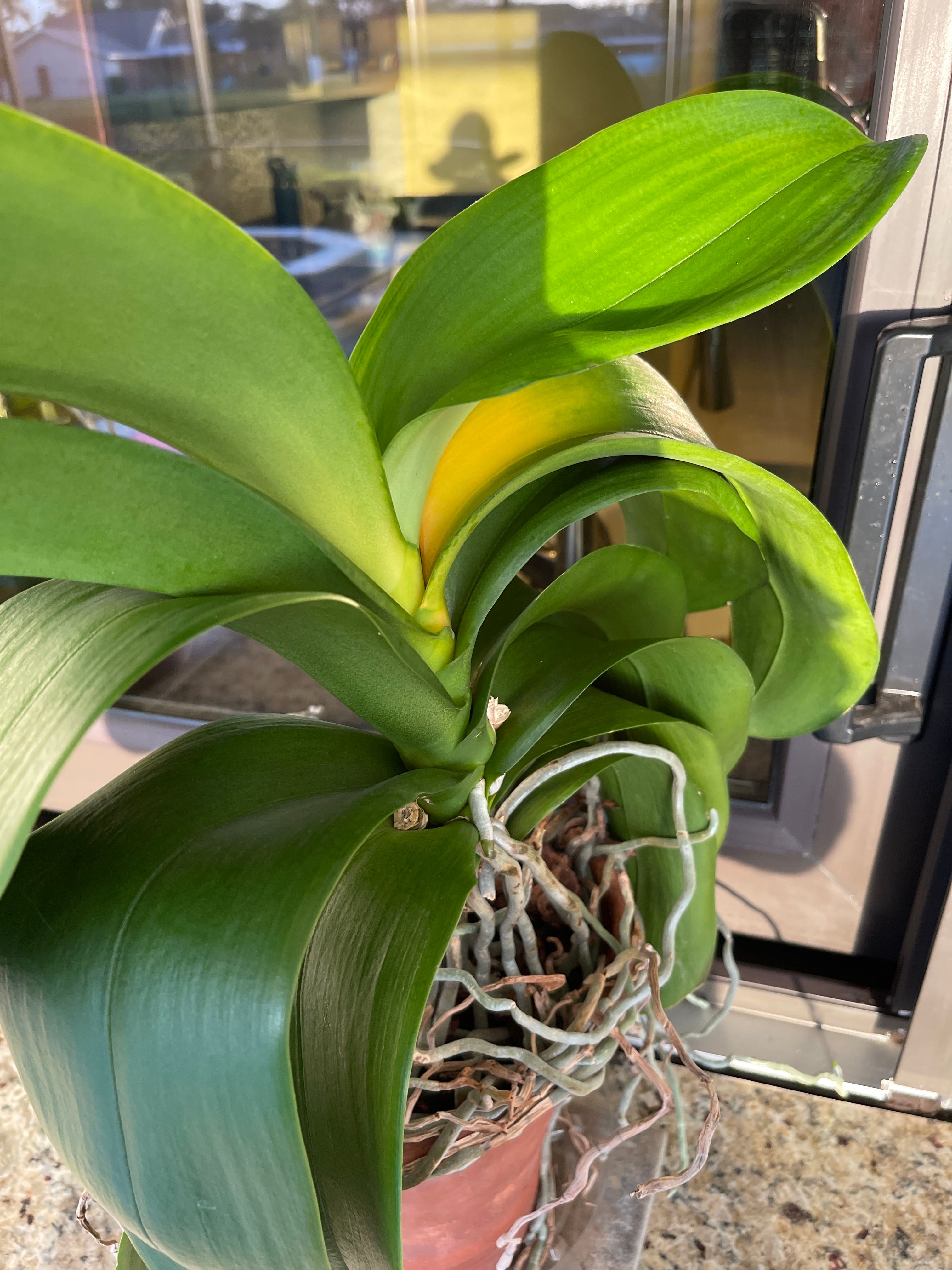 8 Key Factors in Choosing a Cat's Tongue Plant Pot 🐱