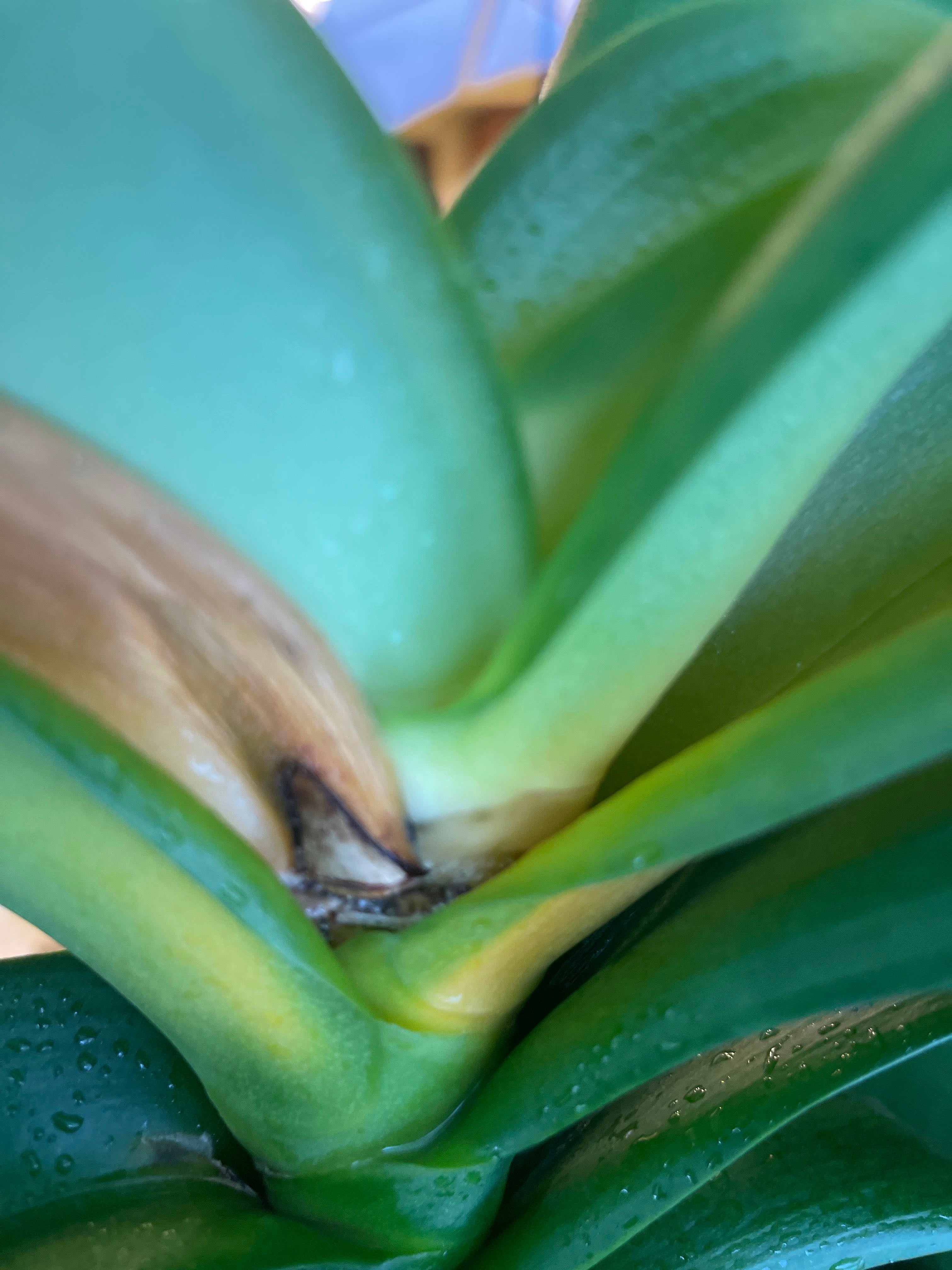 8 Key Factors in Choosing a Cat's Tongue Plant Pot 🐱